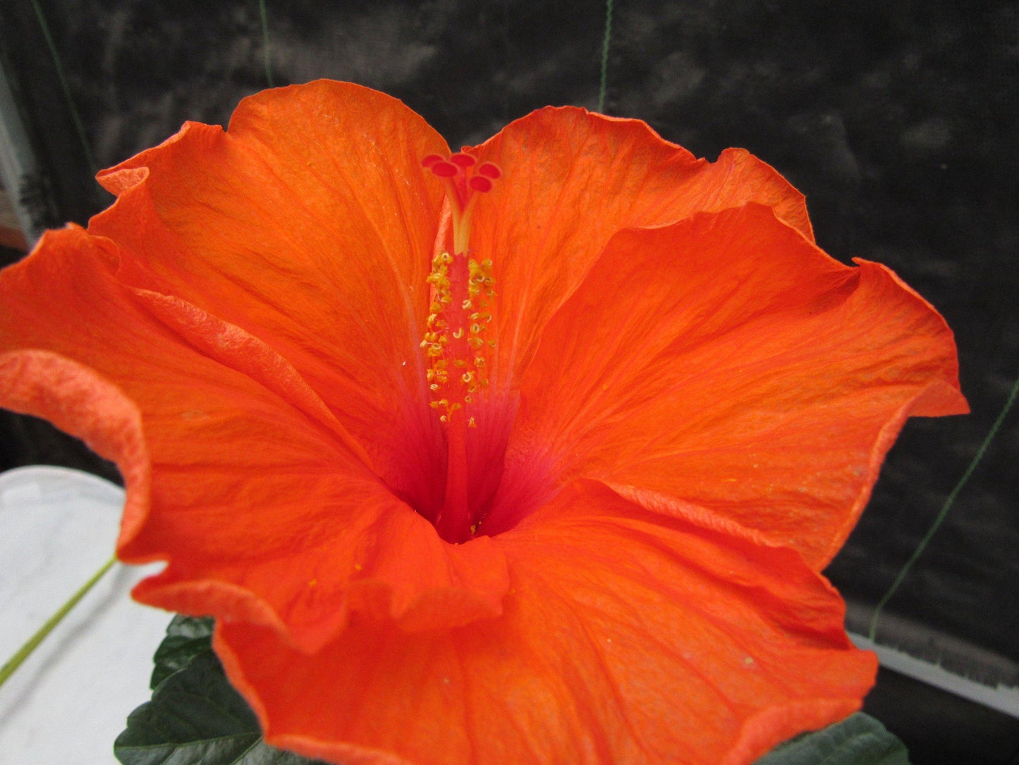 Orange Tropical Hibiscus Bonsai Tree