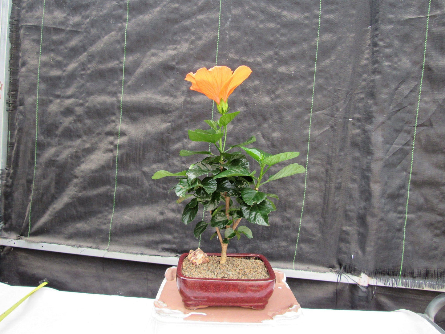 Orange Tropical Hibiscus Bonsai Tree