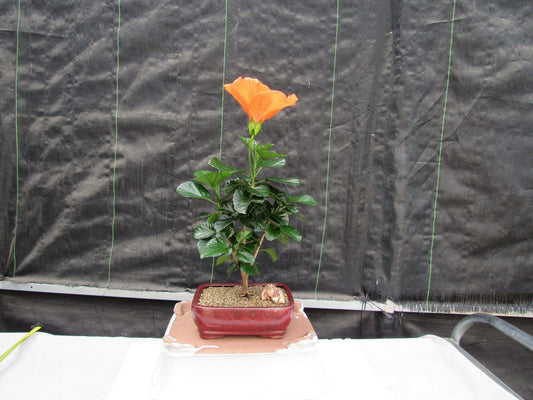 Orange Tropical Hibiscus Bonsai Tree