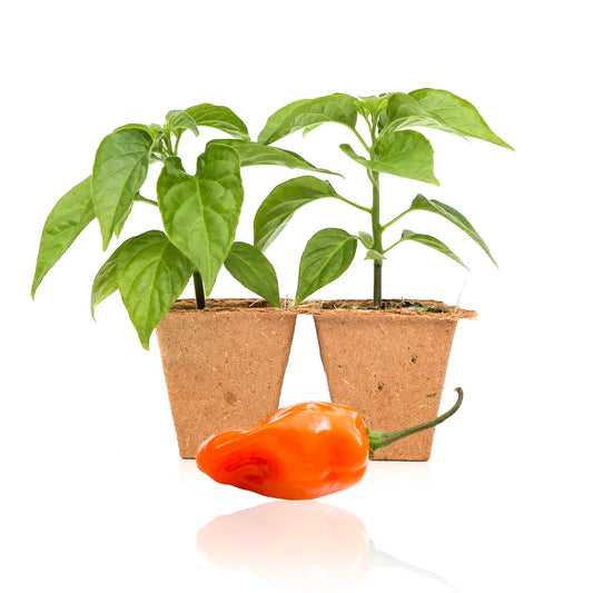 Habanero Pepper Plants