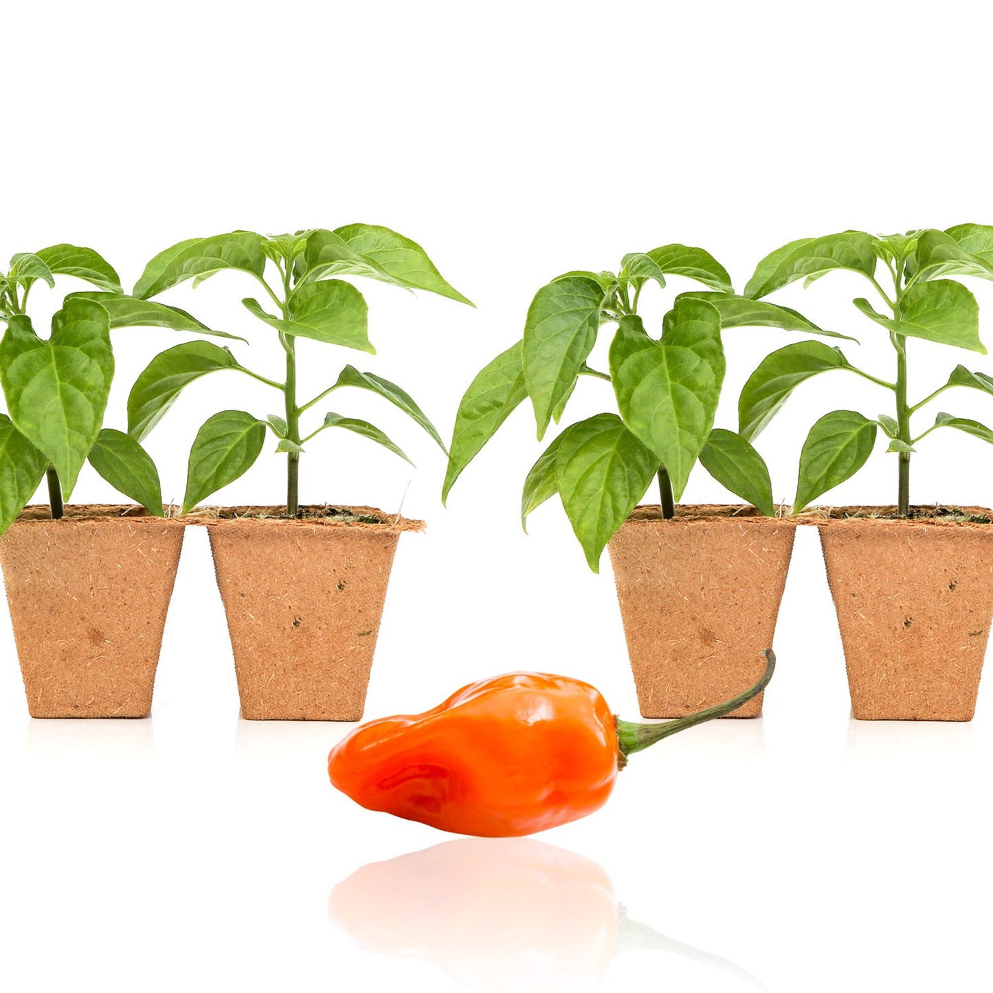 Habanero Pepper Plants