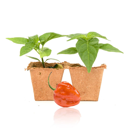 Orange Scotch Bonnet Pepper Plants