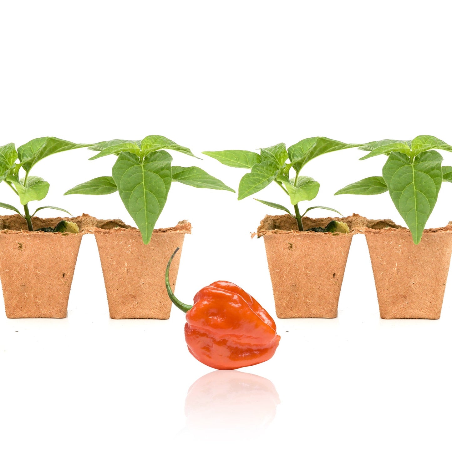 Orange Scotch Bonnet Pepper Plants