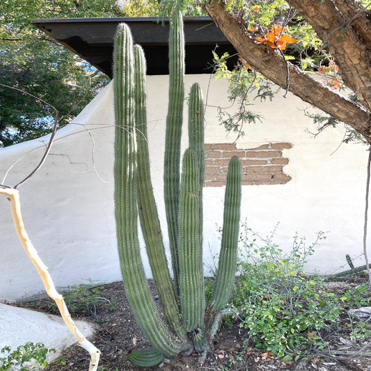 Organ Pipe