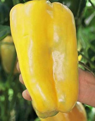 Super Heavyweight F1 Pepper Seeds