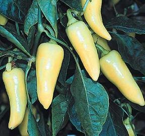 Santa Fe Grande Pepper Seeds