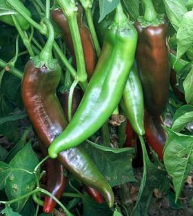 NuMex Joe E Parker Pepper Seeds