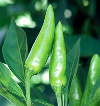 Sport Pepper Seeds