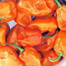 Habanero Magnum Orange Pepper Seeds