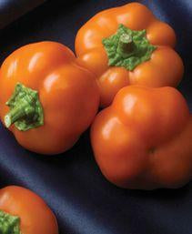 Orange You Sweet F1 Pepper Seeds