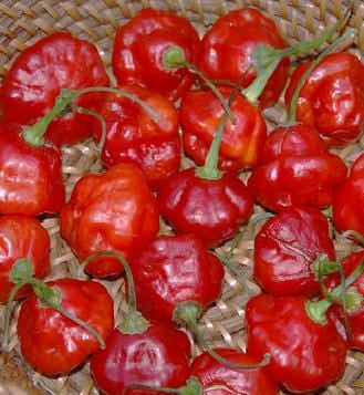 Rocotillo Pepper Seeds