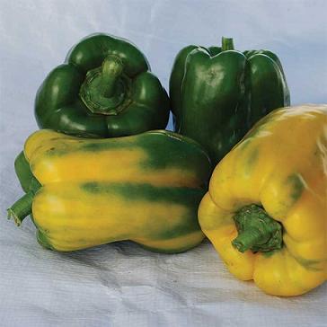 Monster Yellow Pepper Seeds