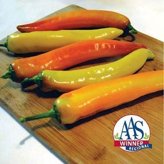 Sweet Sunset Pepper Seeds - Treated