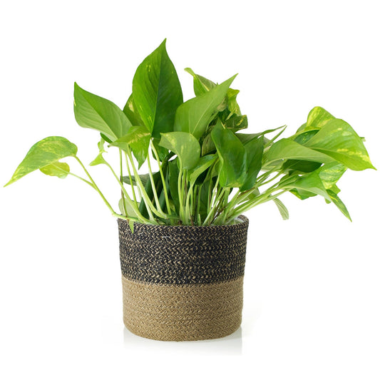 Potted Pothos in Black Tan Jute Planter