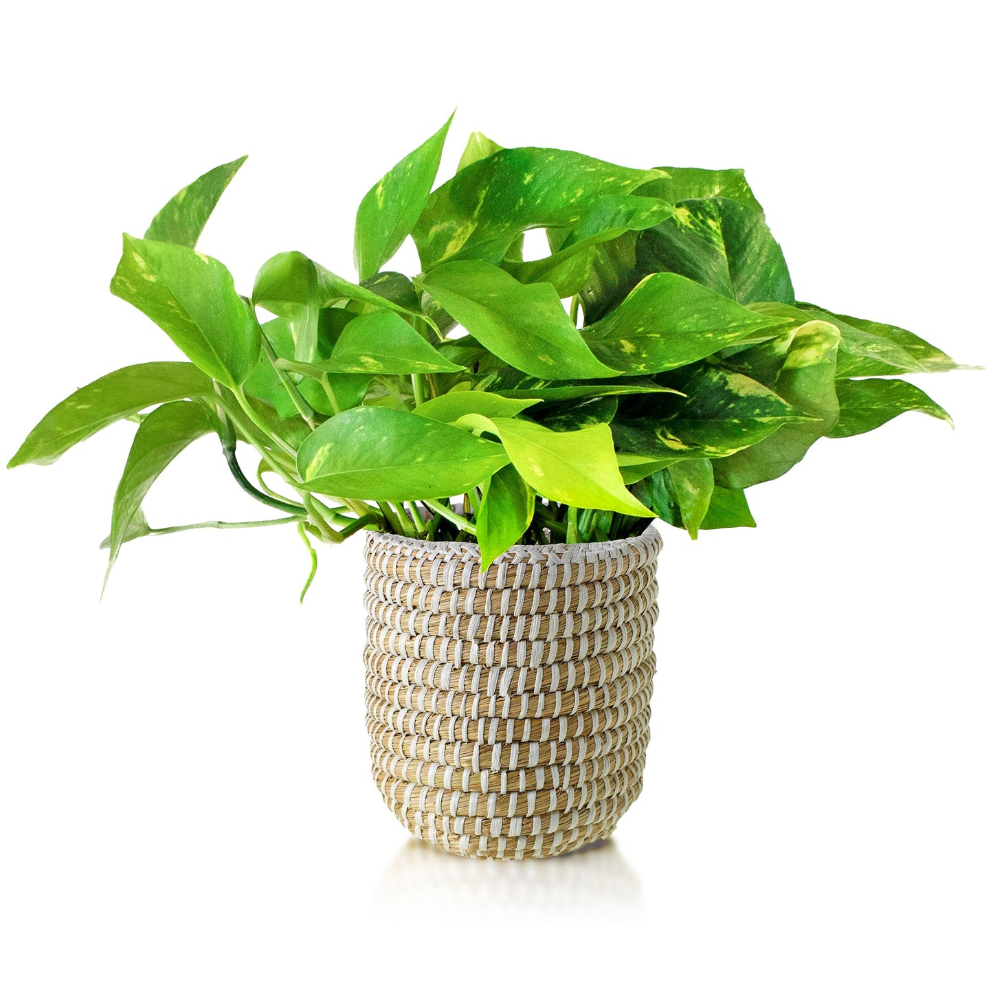 Potted Pothos in Ivory Basket Planter