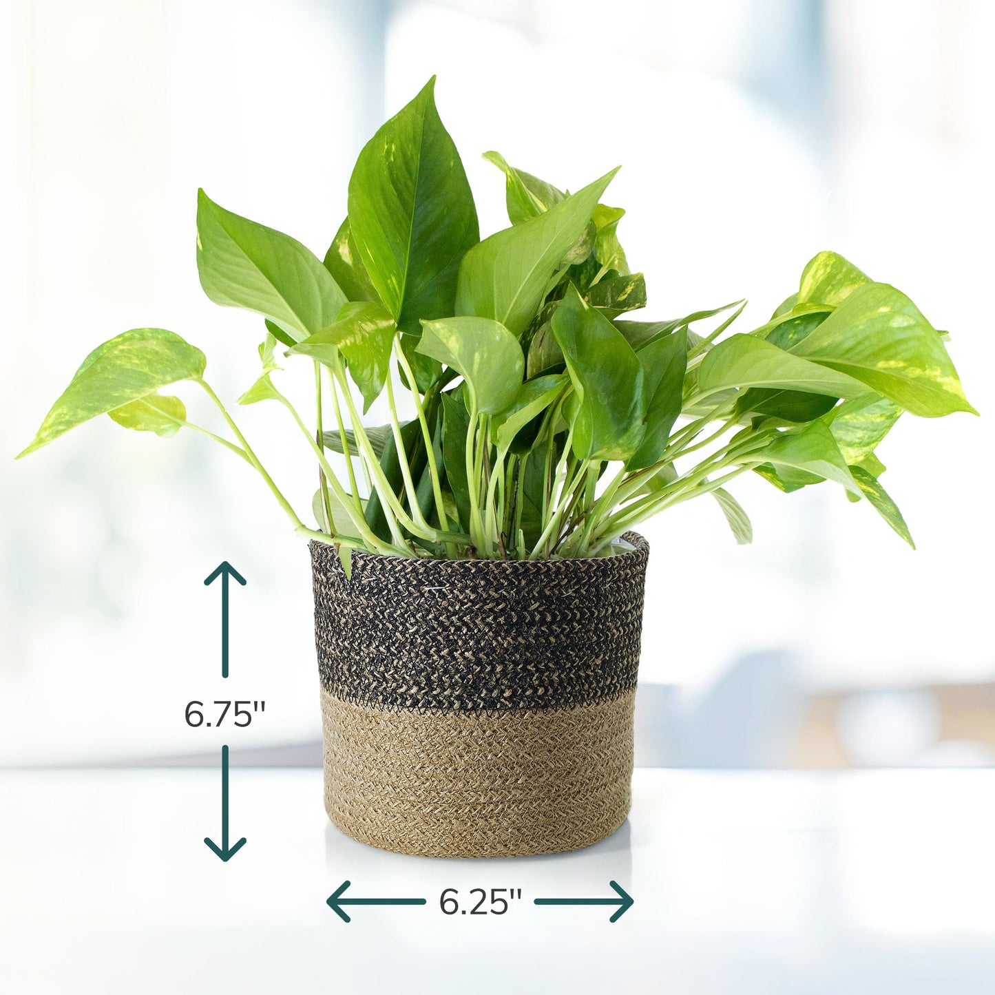 Potted Pothos in Black Tan Jute Planter