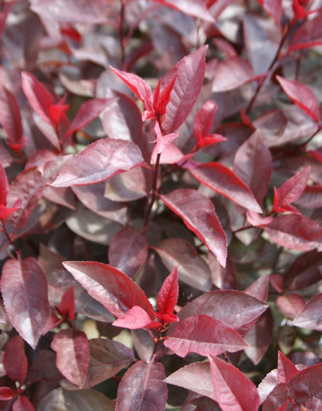 Purple Leaf Sandcherry