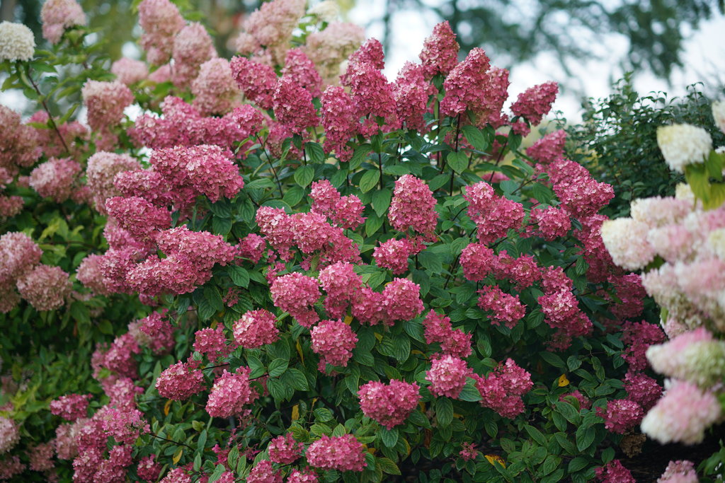 Fire Light® Panicle Hydrangea