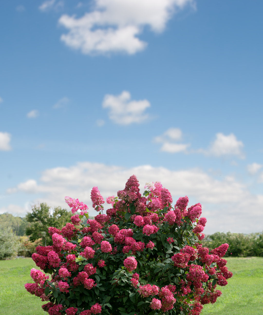 Fire Light® Panicle Hydrangea