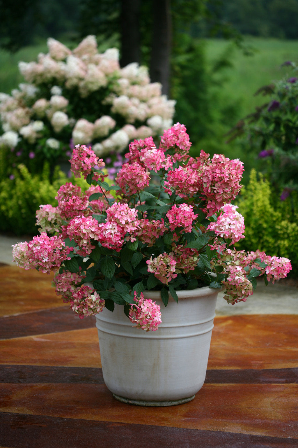 Fire Light® Panicle Hydrangea