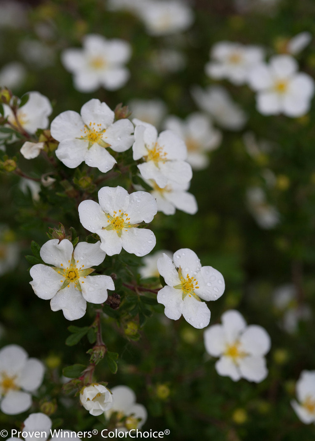 Happy Face® White Cinquefoil