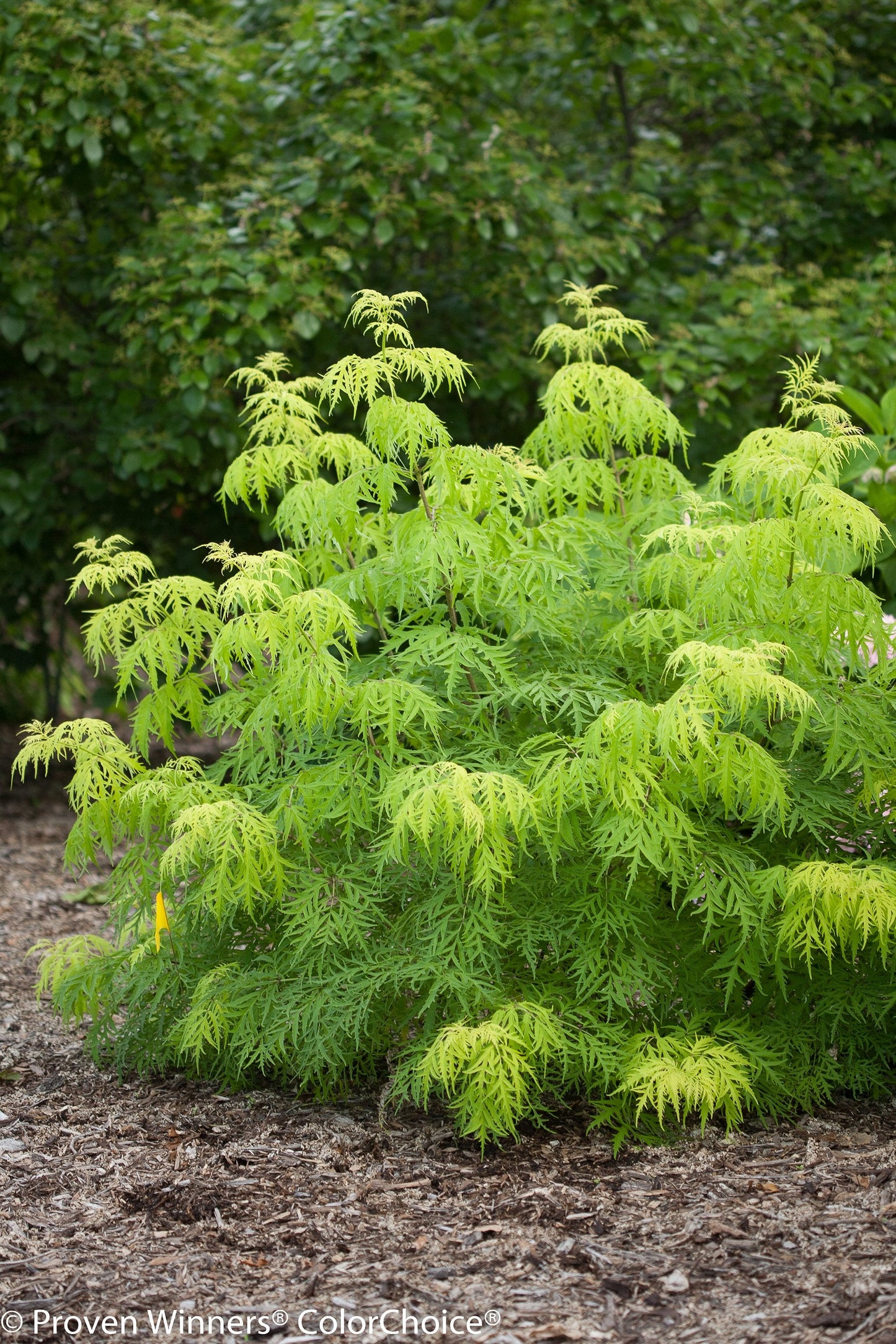 Lemony Lace®Elderberry