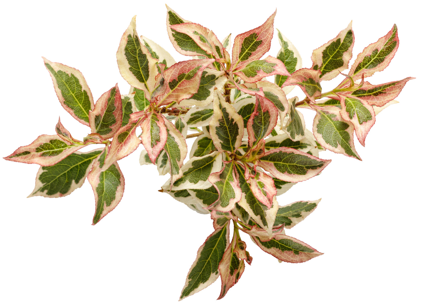 My Monet® Weigela