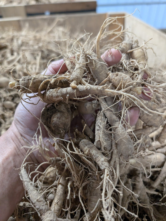 500 - Ginseng Rootlets