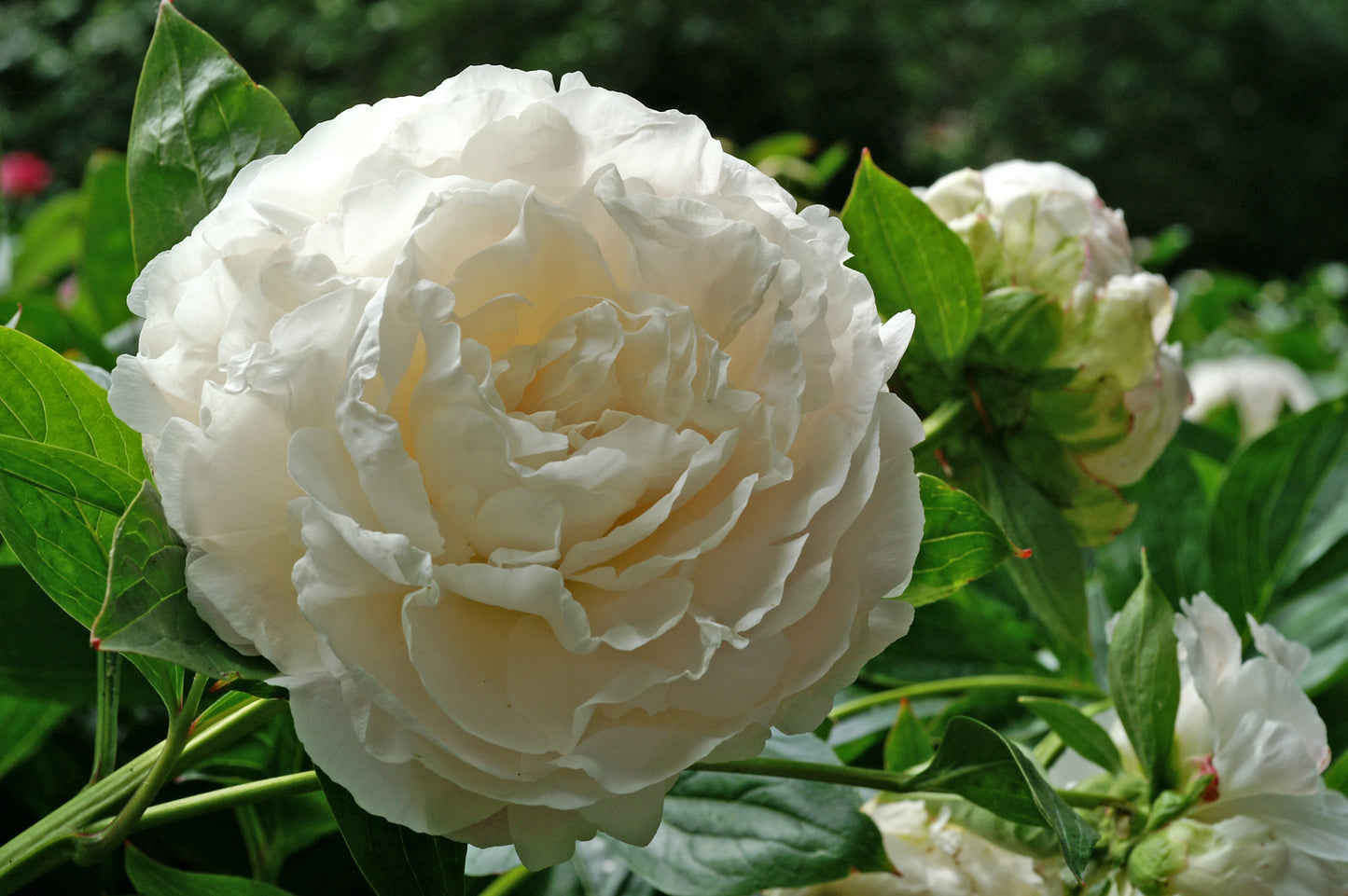 Shirley Temple Peony