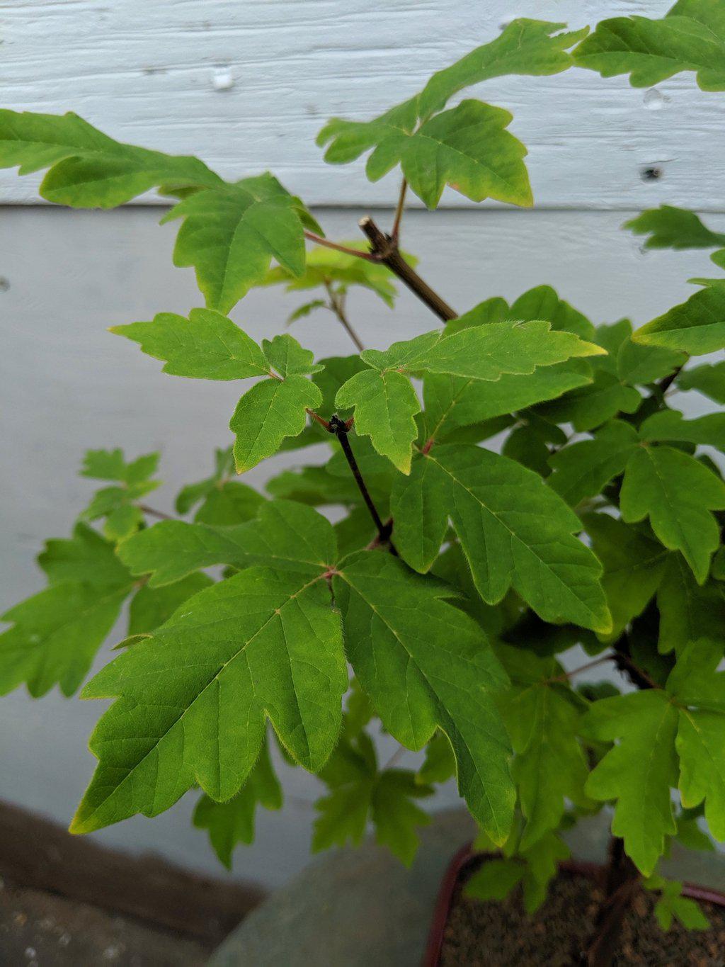 Paperbark Maple Bonsai Tree