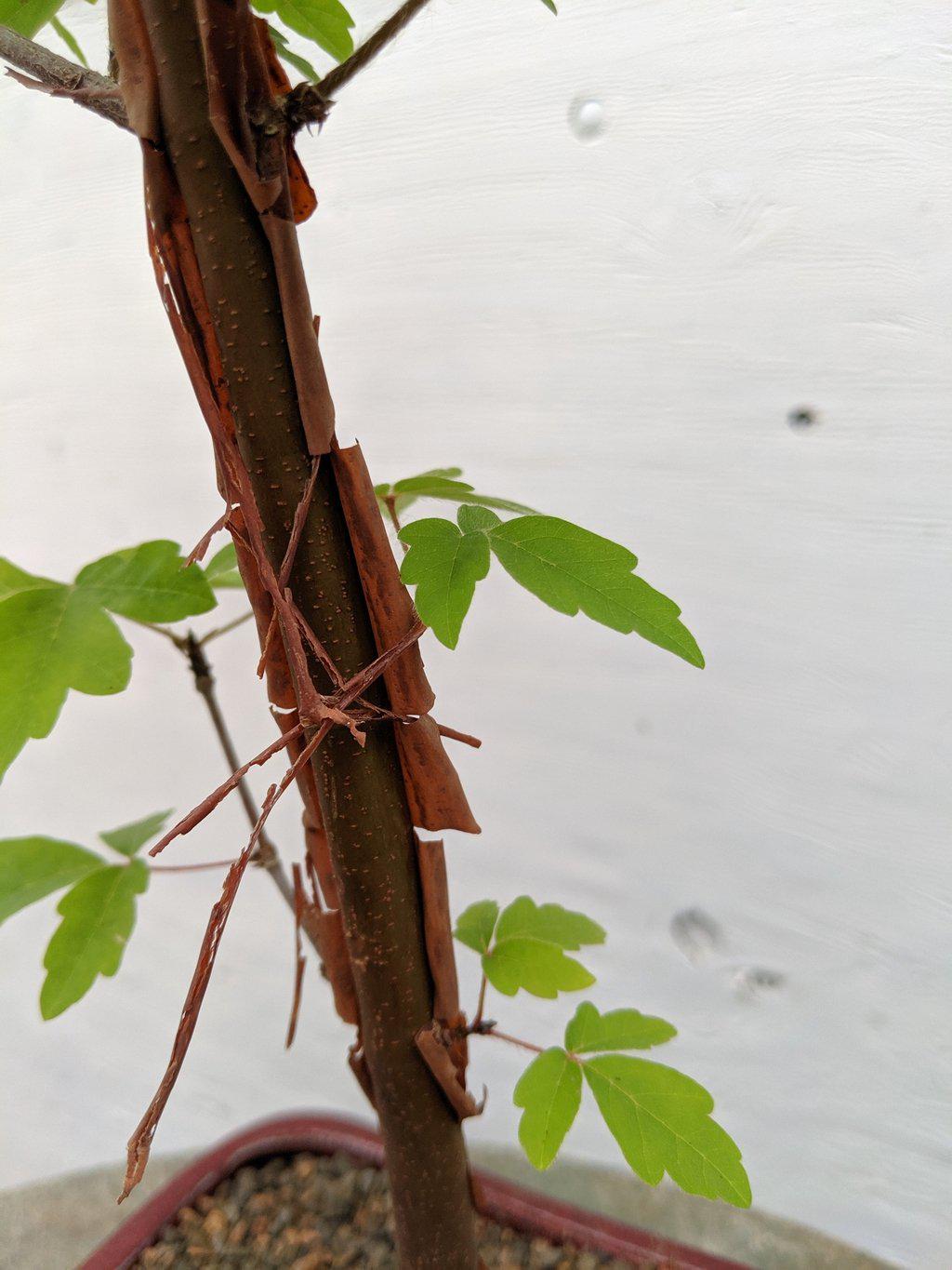 Paperbark Maple Bonsai Tree