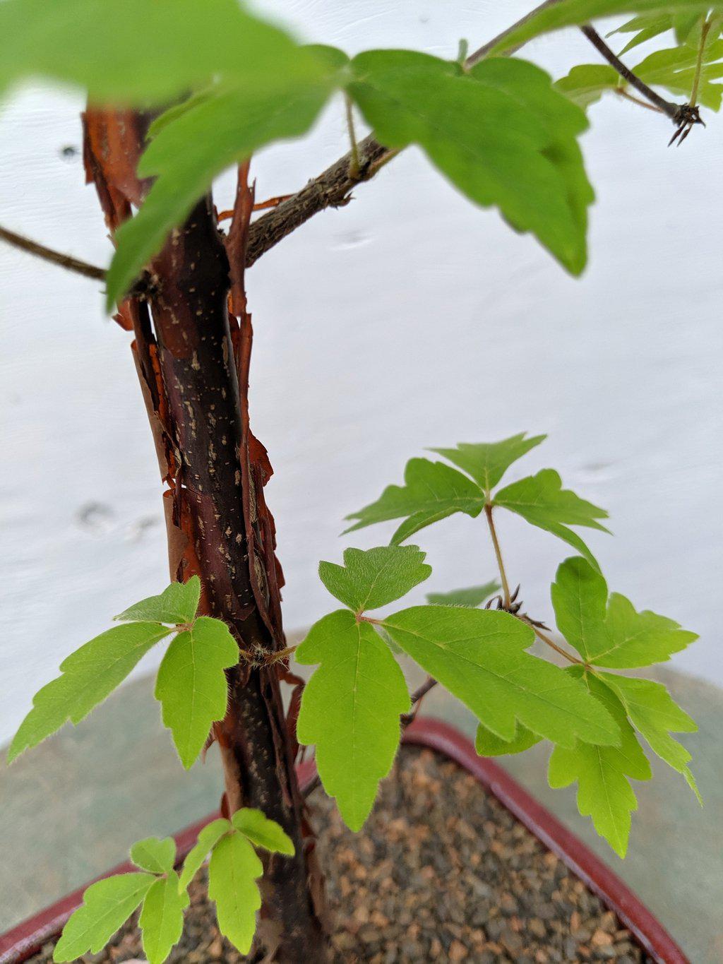 Paperbark Maple Bonsai Tree