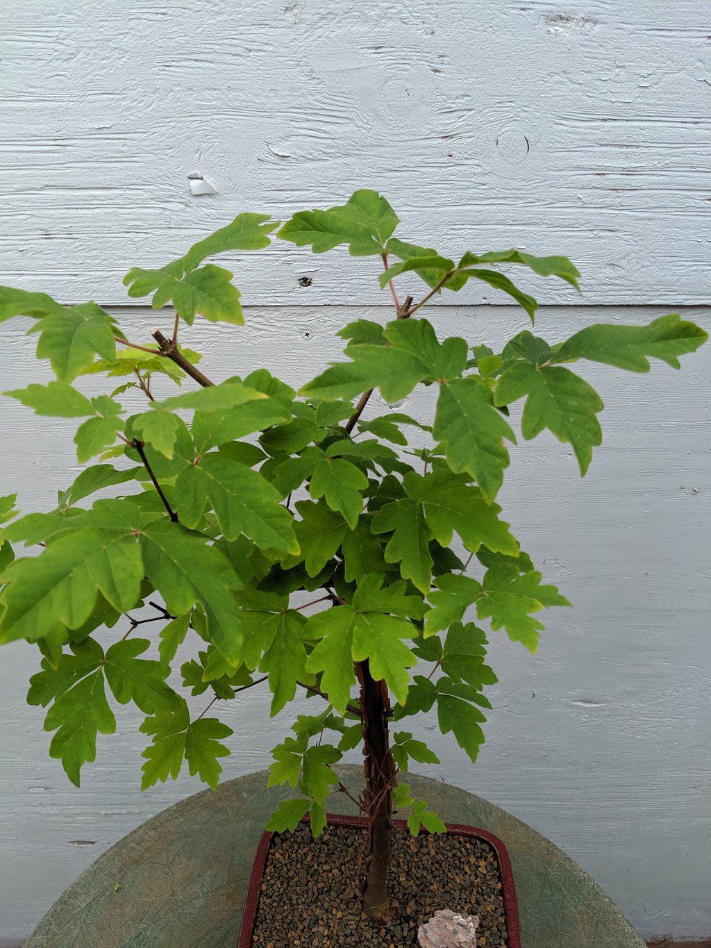 Paperbark Maple Bonsai Tree