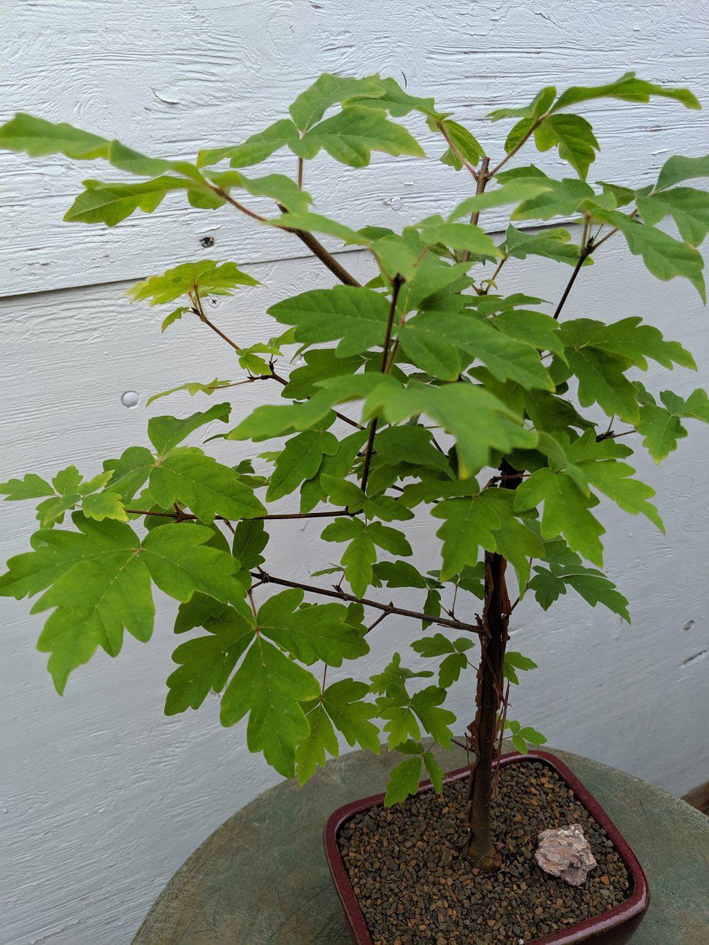 Paperbark Maple Bonsai Tree