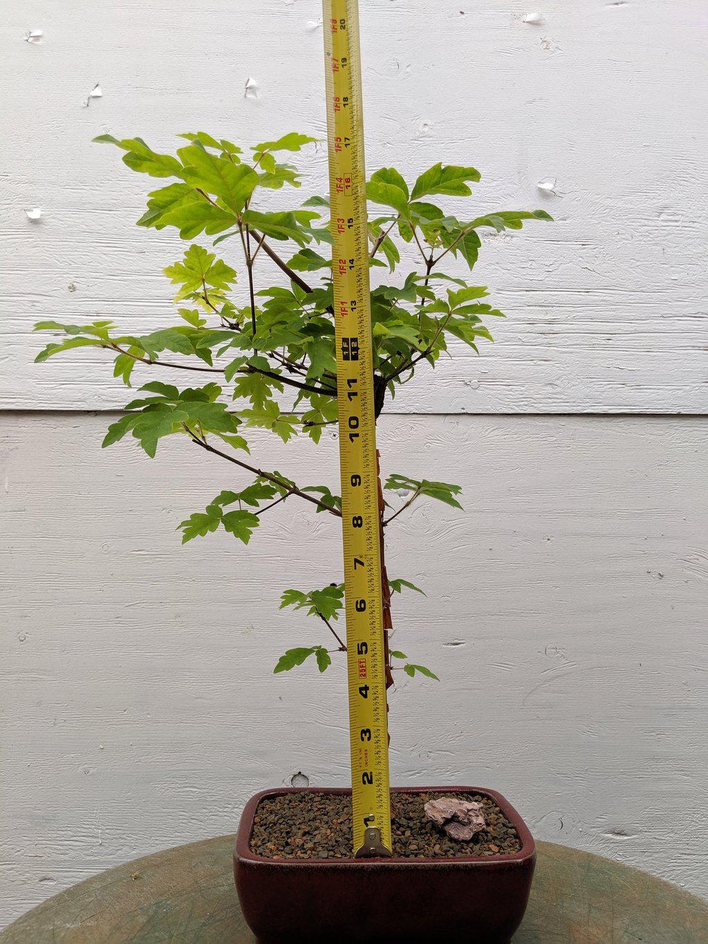 Paperbark Maple Bonsai Tree