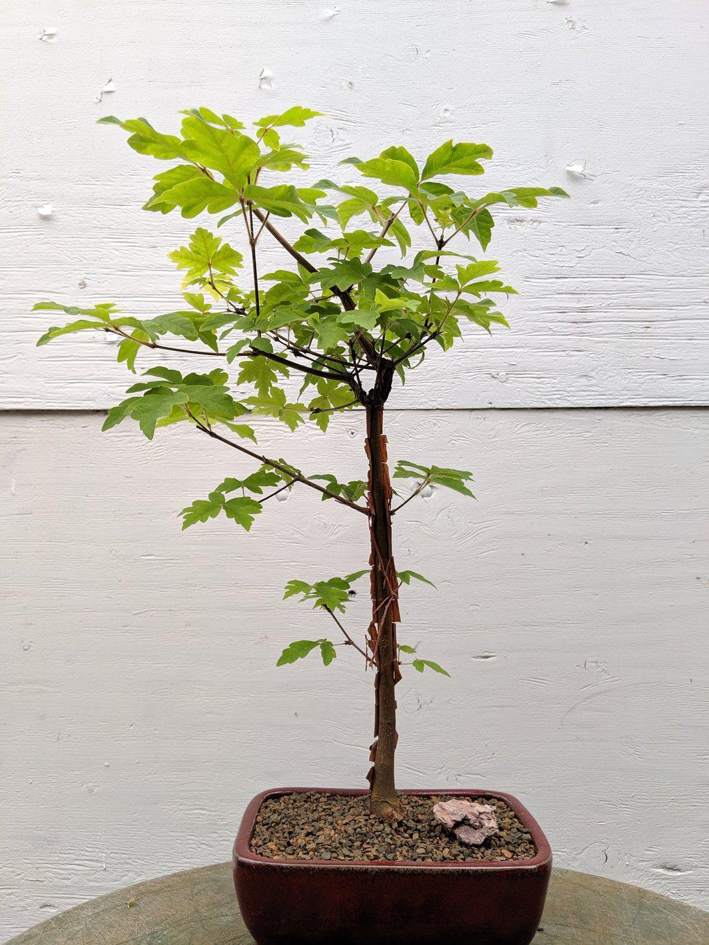 Paperbark Maple Bonsai Tree