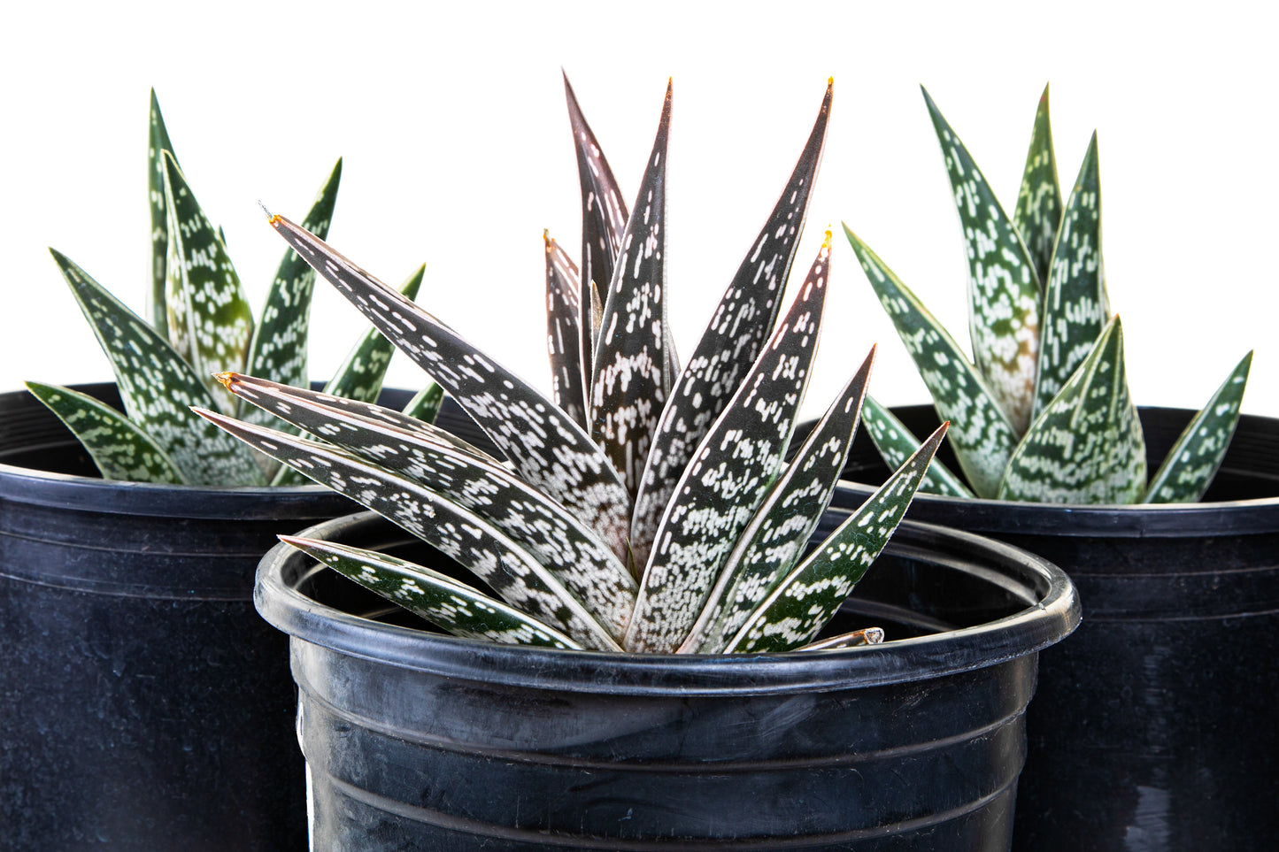 Partridge Breast Aloe