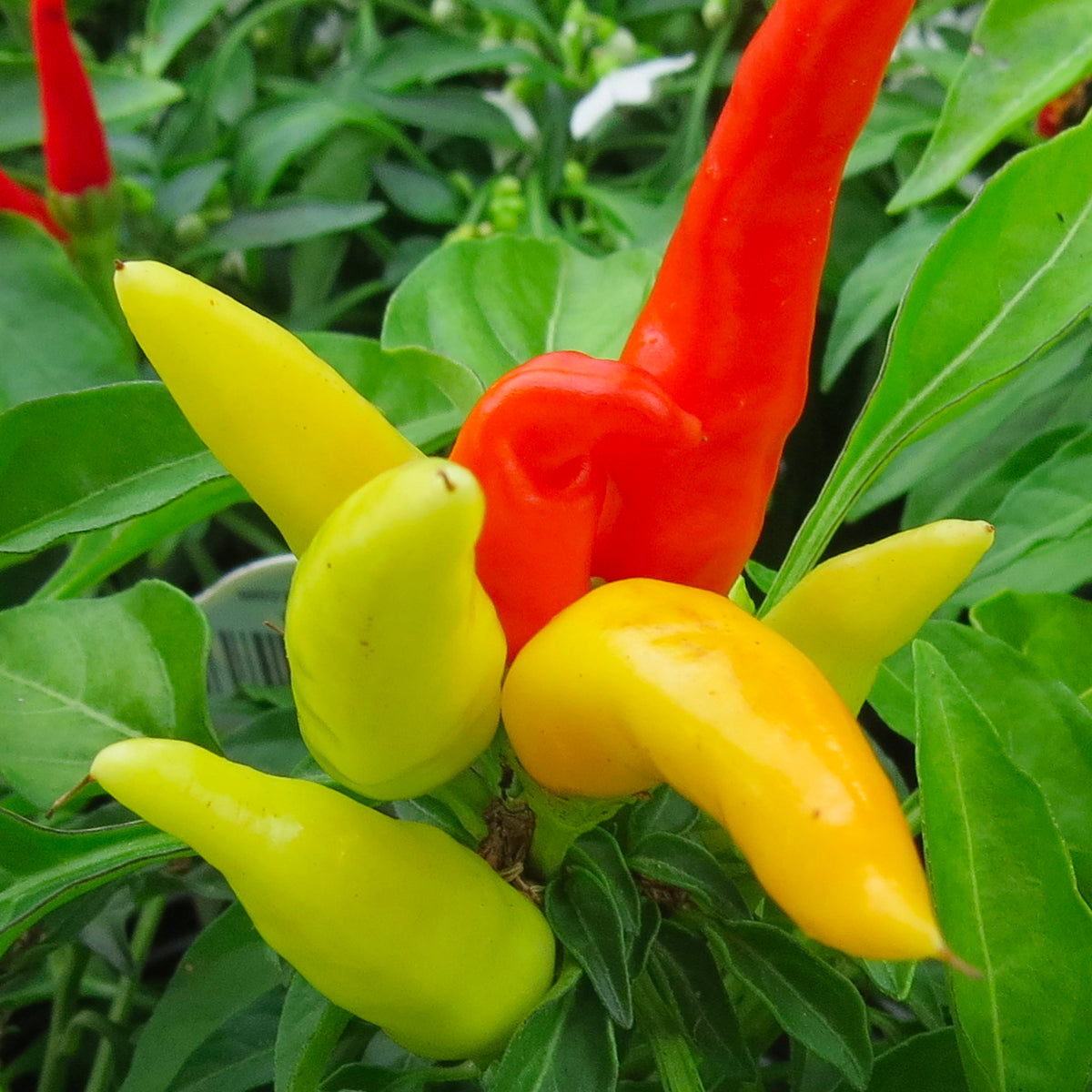 Patio Fire & Ice Pepper Seeds