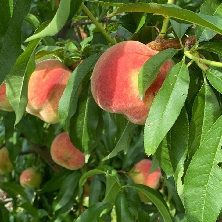 Peach Tree 'Belle of Georgia'