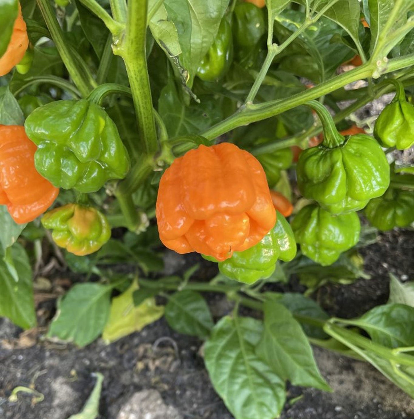 Peach Scotch Bonnet Pepper Seeds