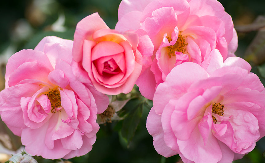 The Peachy Knock Out® Rose