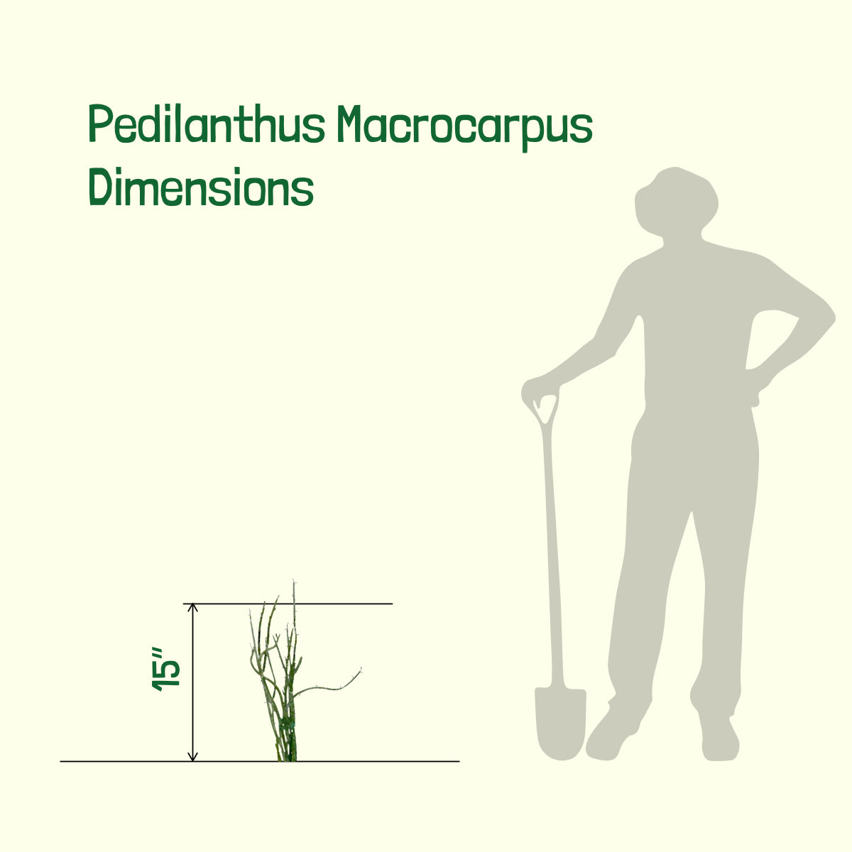 Pedilanthus Macrocarpus