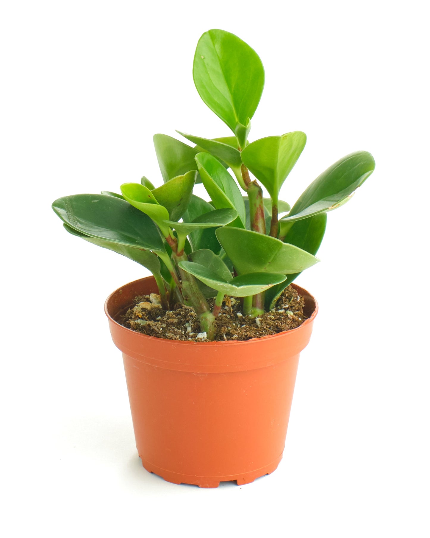 Peperomia Obtusifolia 'Baby Rubber Plant'