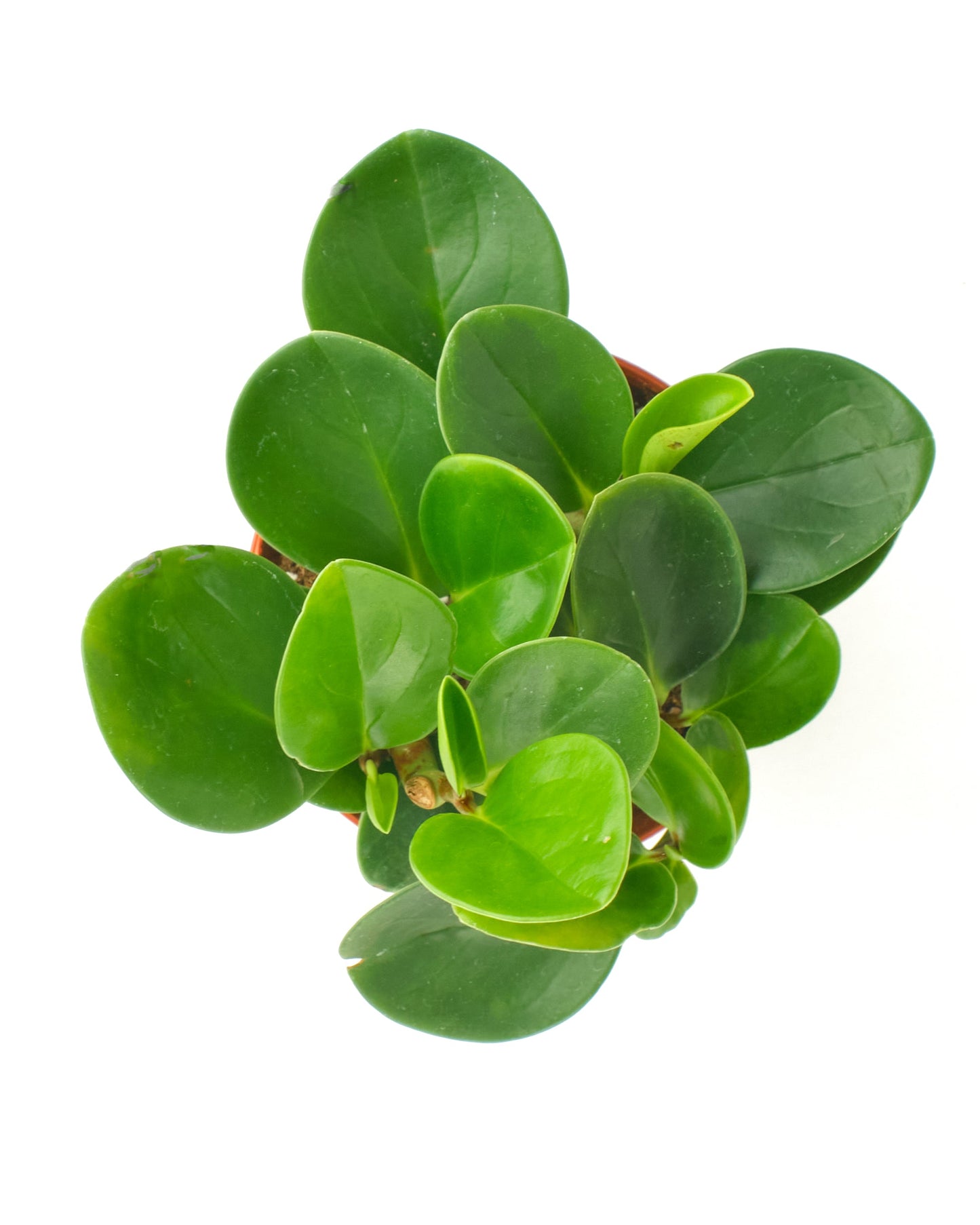 Peperomia Obtusifolia 'Baby Rubber Plant'