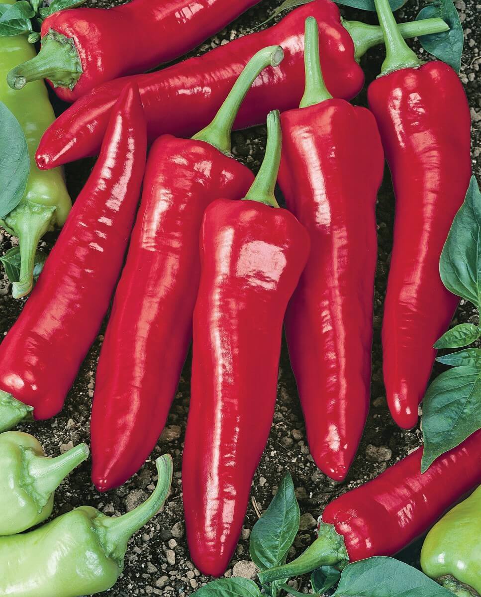 Numex Big Jim Hot Pepper Seeds