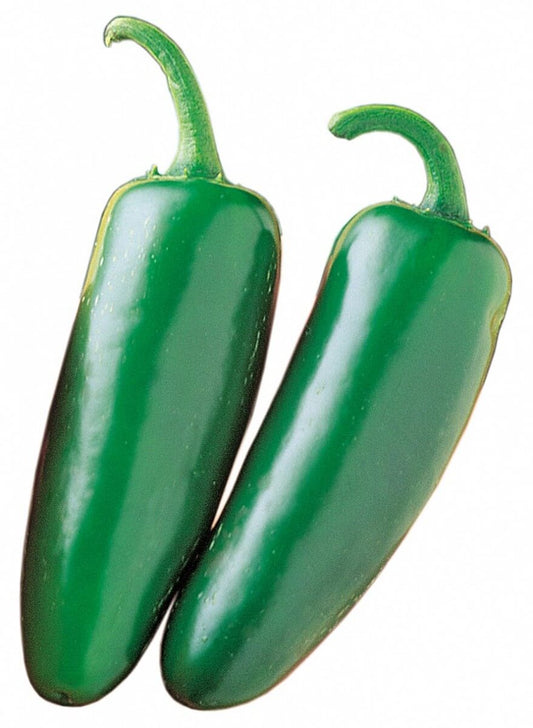 Mucho Nacho Jalapeno Hybrid Hot Pepper Seeds