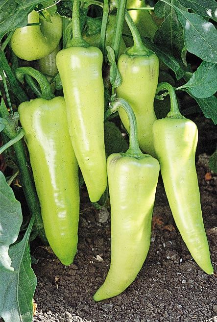 Pageant Sweet Banana Hybrid Pepper Seeds