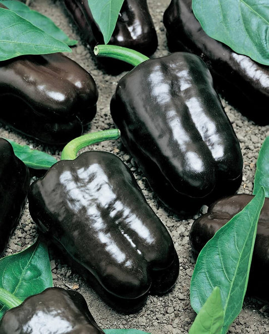 Purple Beauty Bell Pepper Seeds