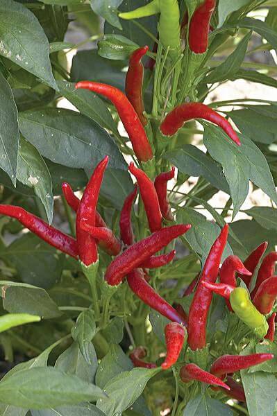 Thai Hot Pepper Seeds