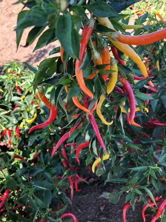 Cayenne Sweetness Hybrid Pepper Seeds